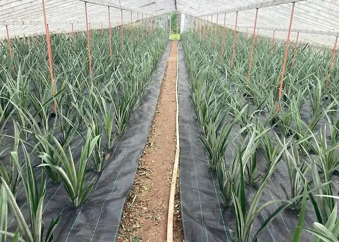 La De Ananas - House