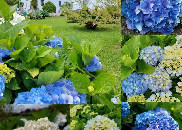 Villa La De Ananas - House