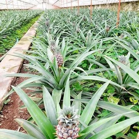 Villa La De Ananas - House Ponta Delgada (Sao Miguel)