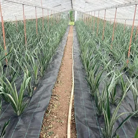 La De Ananas - House