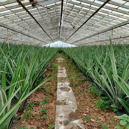 Willa La De Ananas - House Ponta Delgada