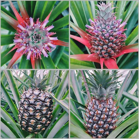 Willa La De Ananas - House Ponta Delgada