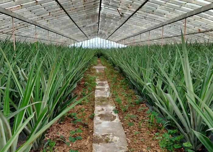 Вилла La De Ananas - House Понта-Делгада