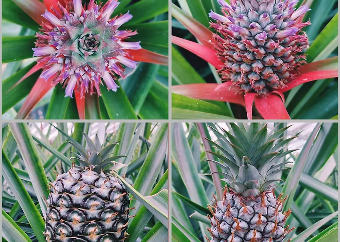 Вилла La De Ananas - House Понта-Делгада